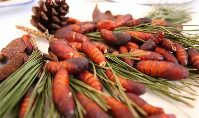 data-lemmaid="3460321">松树 /a>上的茧蛹,属 a target="_blank"