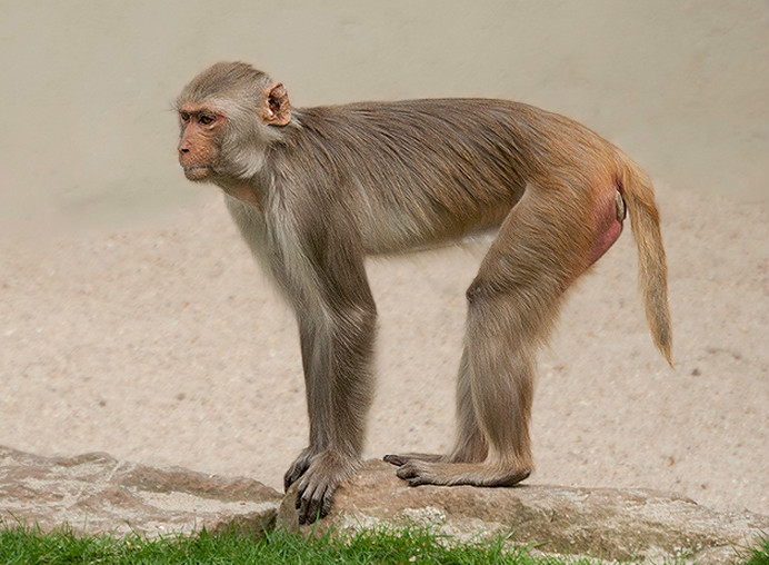  i>macaca mulatta vestita /i>):是 a href="#">猕猴 /a>的西藏亚种