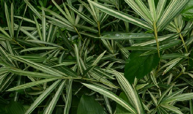  p>菲白竹(学名: i>sasa fortunei /i> (van houtte) fiori)是 a href