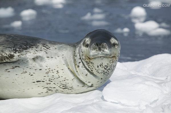 豹形海豹