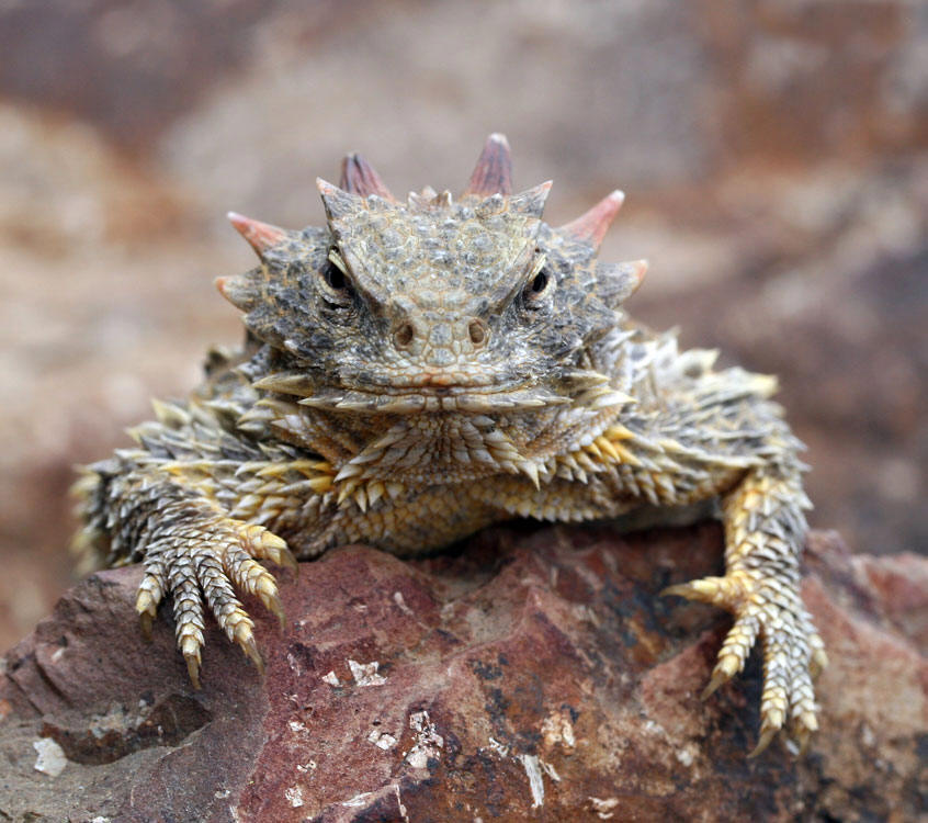 coronatum blainvile,别名冠状角蜥,英文名horned toad,horned lizard