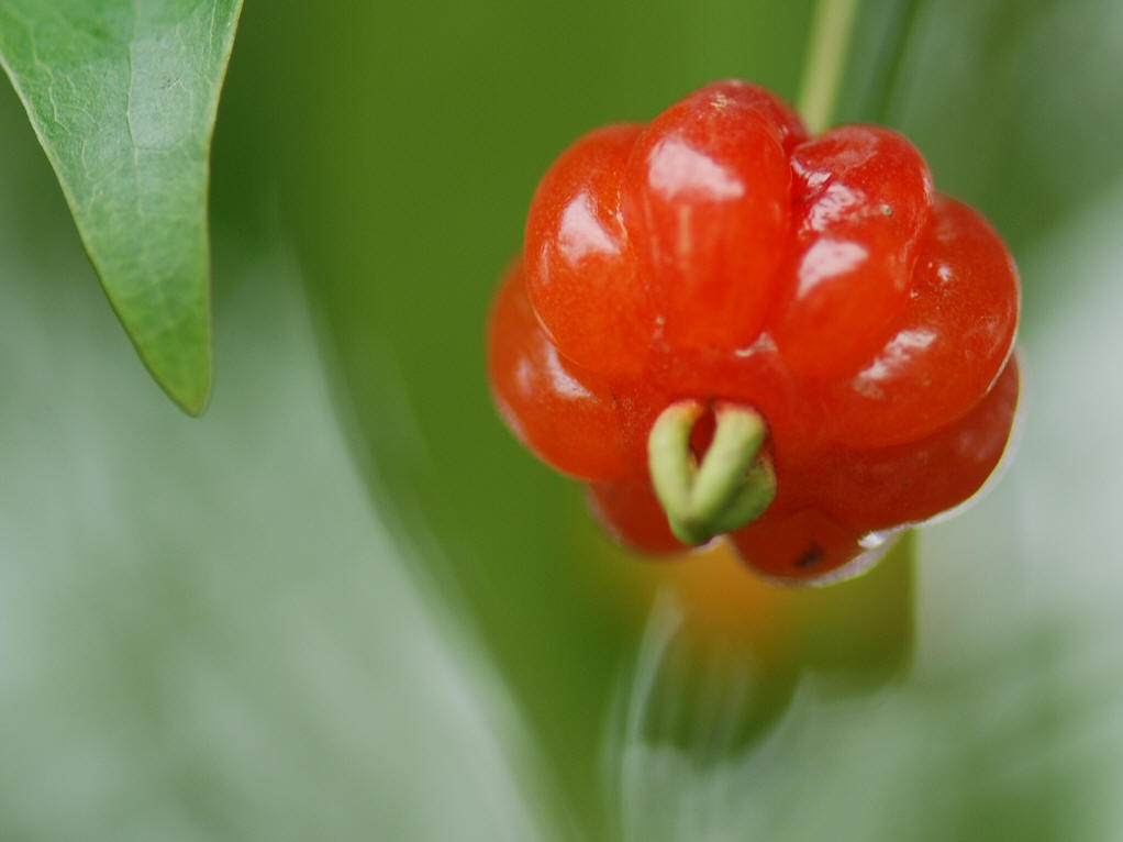  p>番樱桃属(学名:eugenia linn.