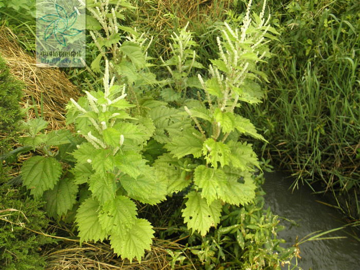  p>荨麻(学名: i>urtica fissa /i> e. pritz.