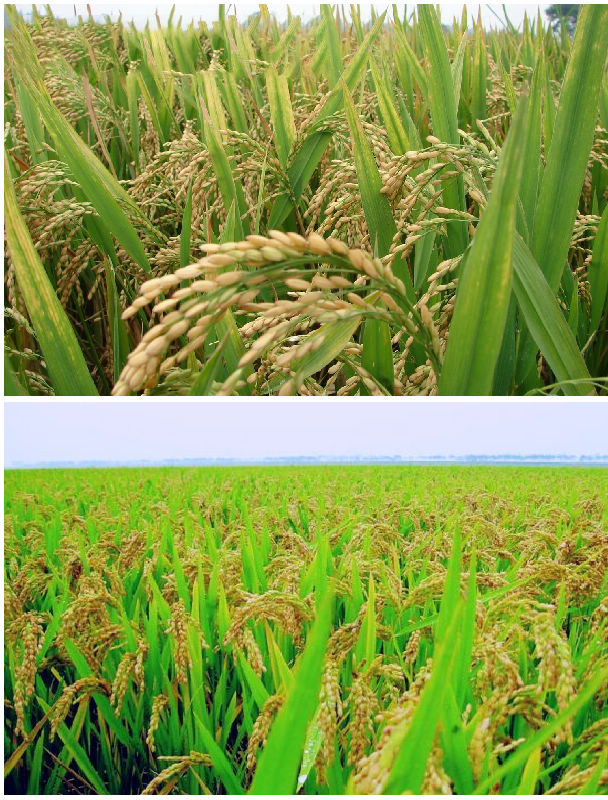  p>黔香优302,籼型三系杂交水稻, a target="_blank" href="/item