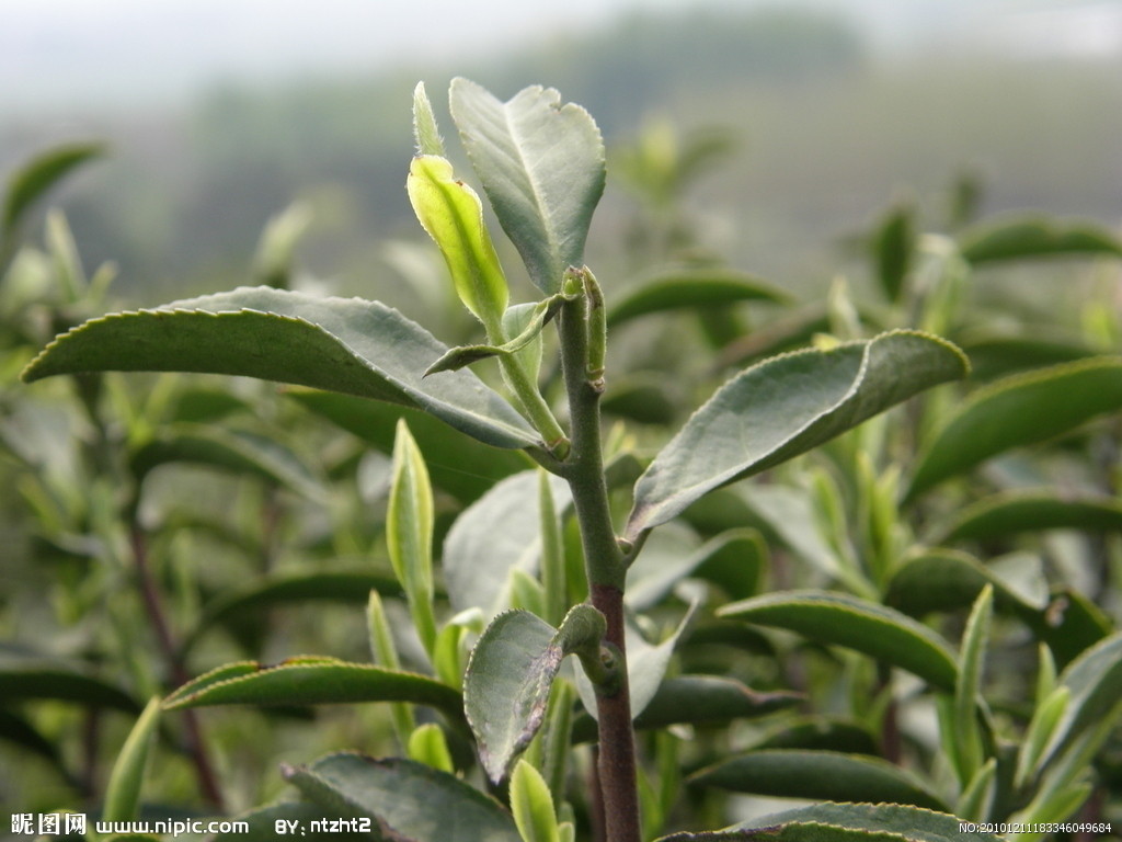 茶树