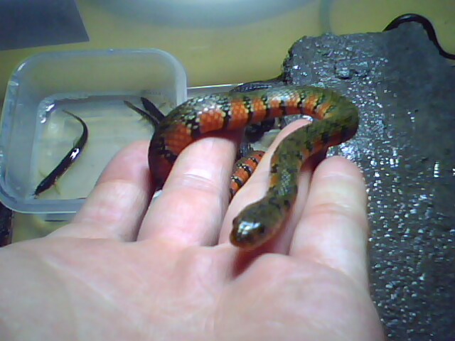  p>水赤链游蛇(又名 a href="#" data-lemmaid="8833109">水游蛇 /a>)