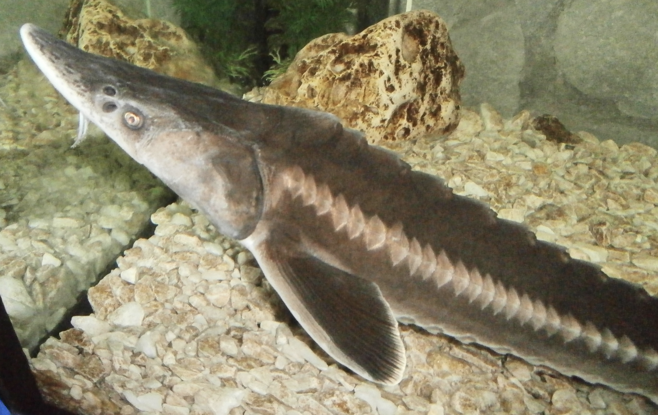  p>裸腹鲟(学名: i>acipenser nudiventris /i>)是鲟科,鲟属鱼类.