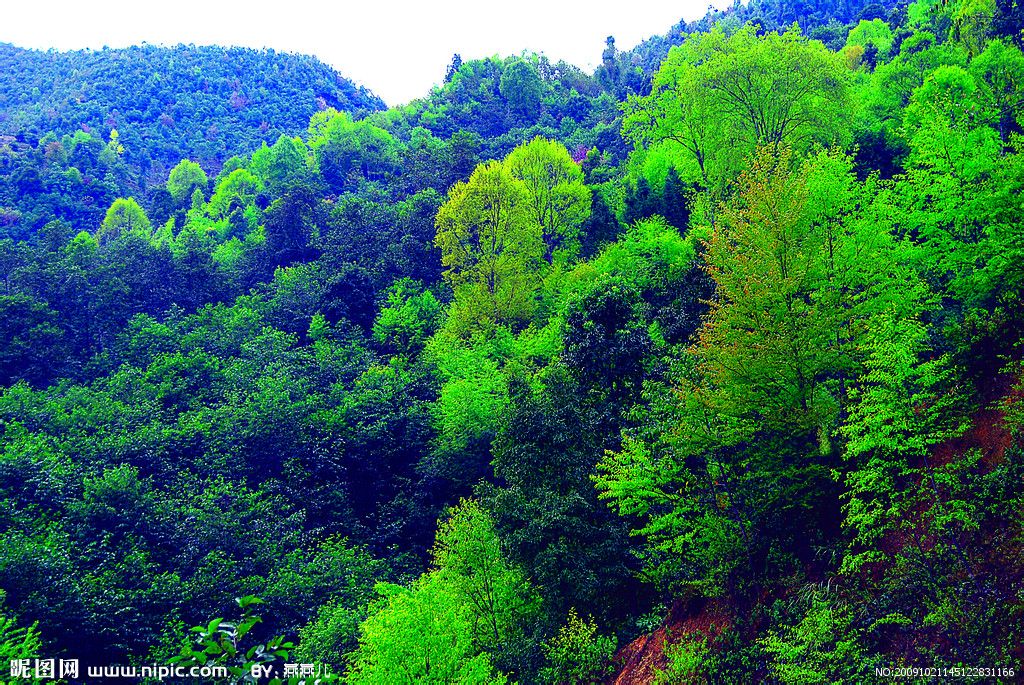 yushania niitakayamensis (hayata) keng f.