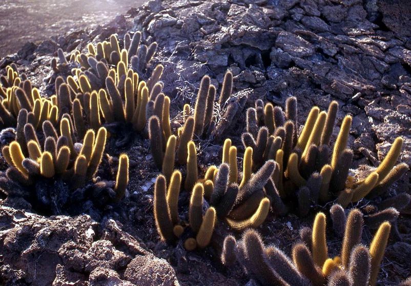brachycereus nesioticus
