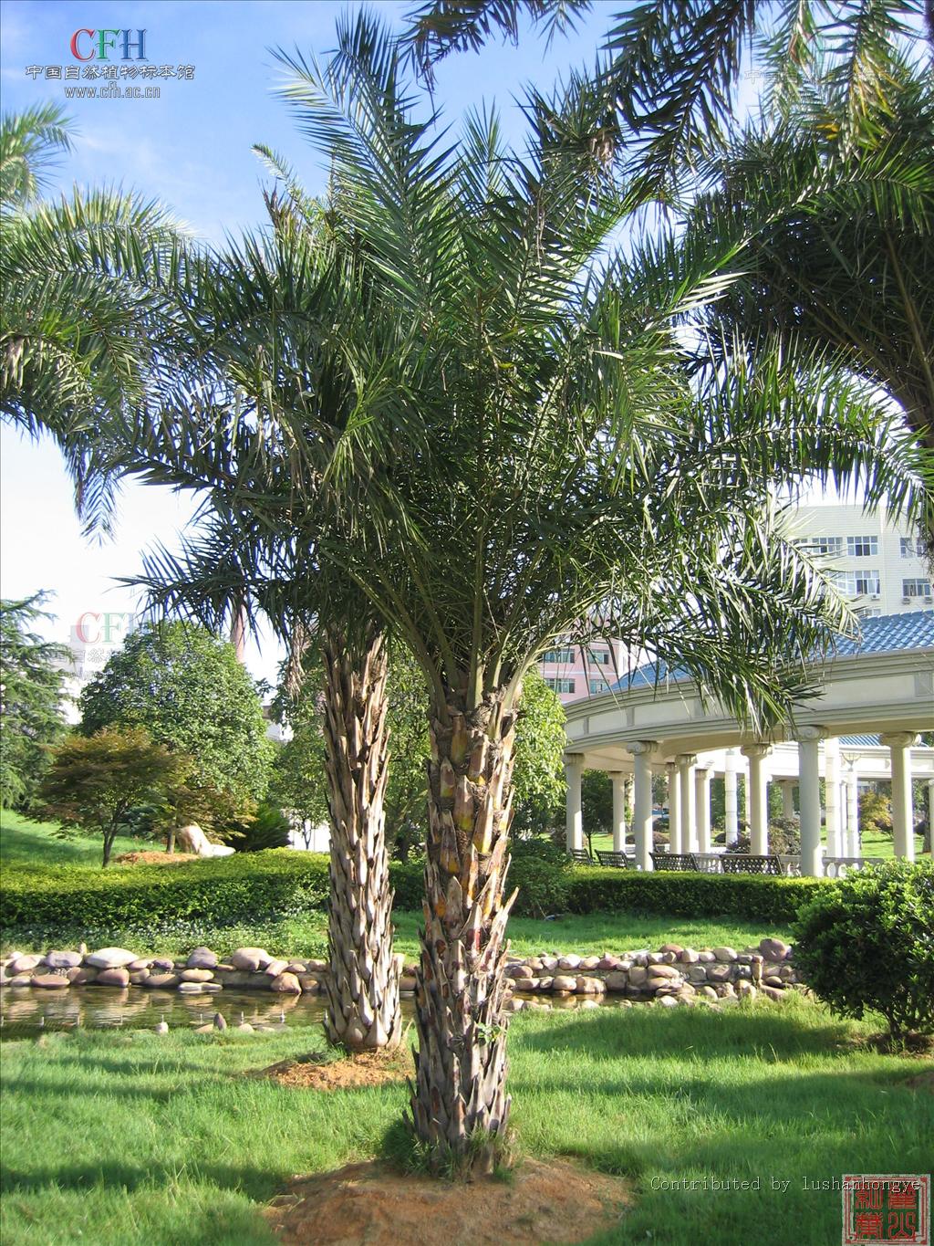  p>海枣(学名: i>phoenix dactylifera /i>  l.