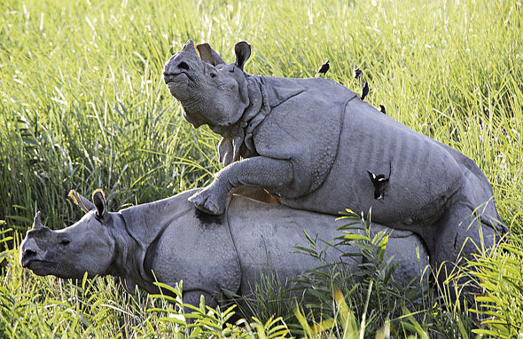  p>印度犀(学名: i> /i> i>rhinoceros unicornis /i>):体长2.1-4.