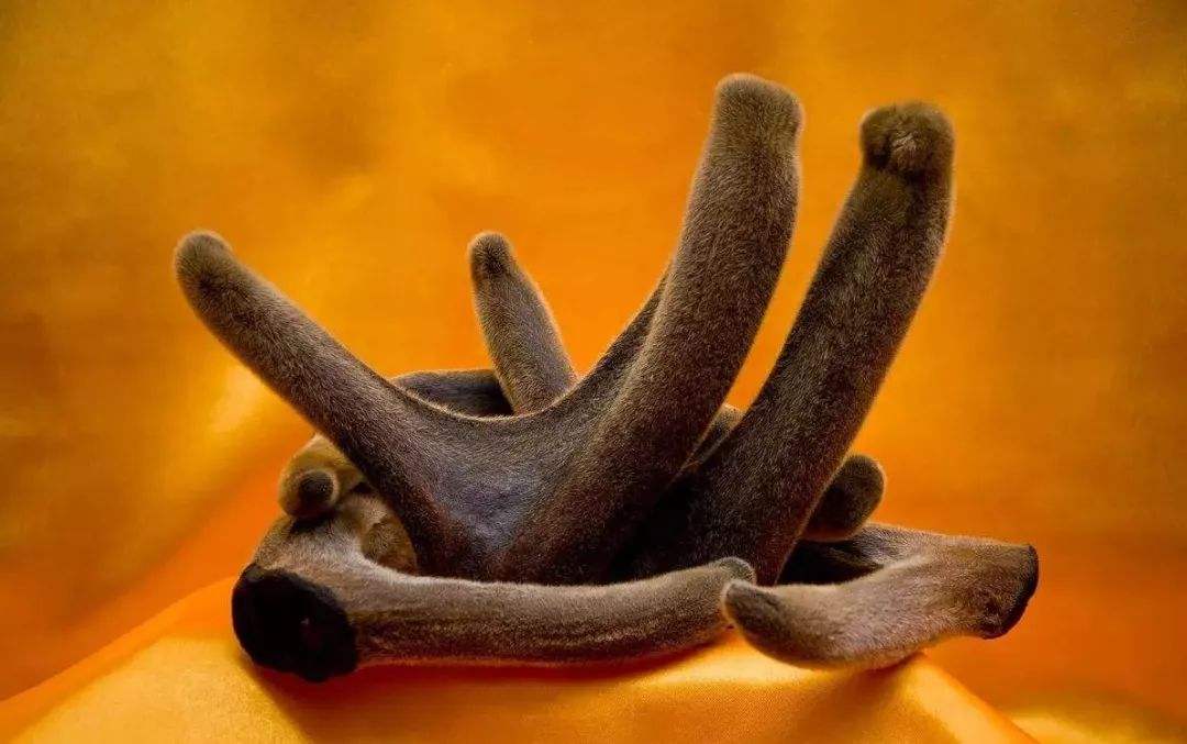  p>清原马鹿茸,辽宁省 a target="_blank" href="/item/抚顺市