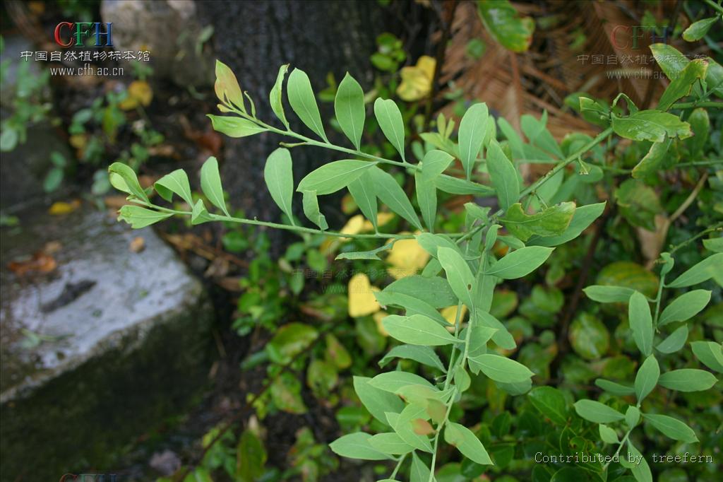  p>沙针属: a target="_blank" href="/item/檀香科/8706886" data