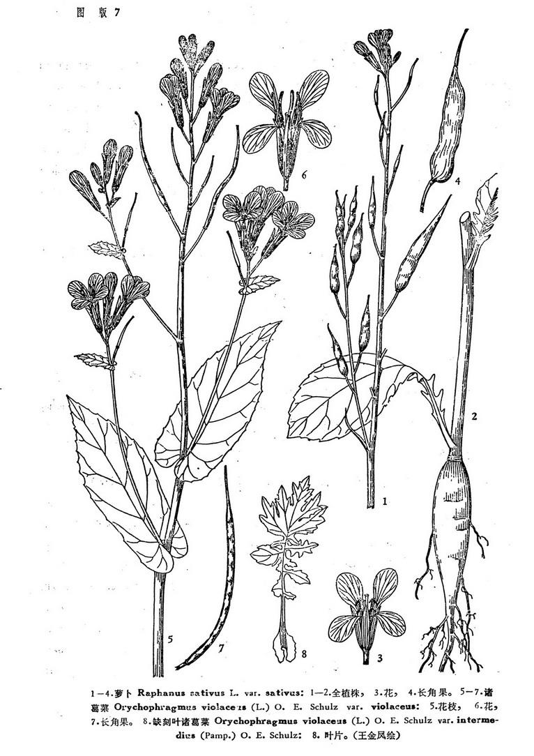 花科 /a> a target="_blank" href="/item/萝卜属">萝卜属 /a>二年或