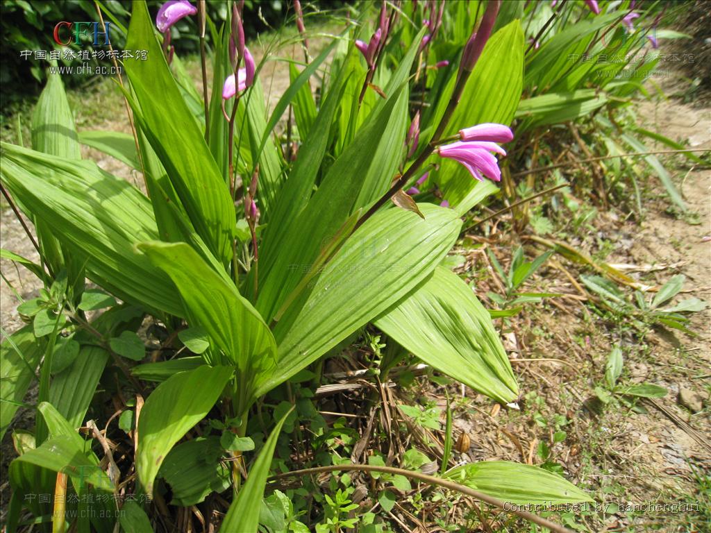  p>白及属是 a target="_blank" href="/item/兰科">兰科 /a>下的一个