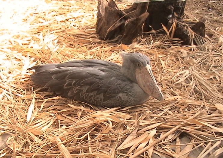  p>鲸头鹳(学名: i>balaeniceps rex /i>)是一种与 a target="_blank"