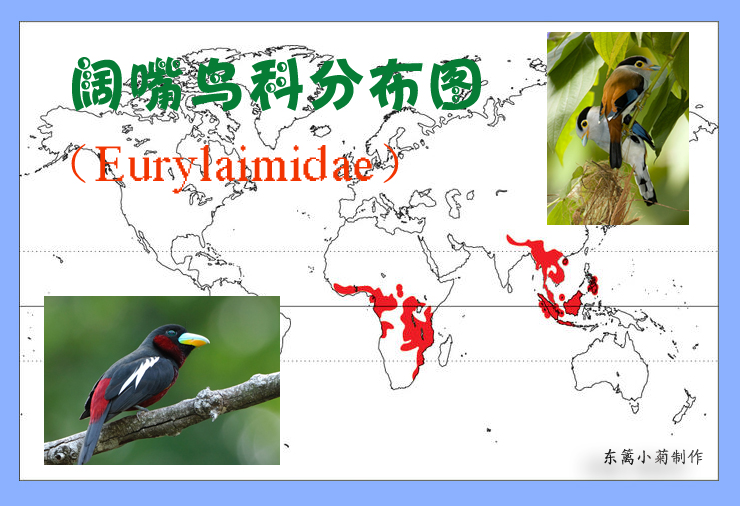  p>阔嘴鸟科(学名: i>eurylaimidae /i>)是 a href="#" data-lemmaid=