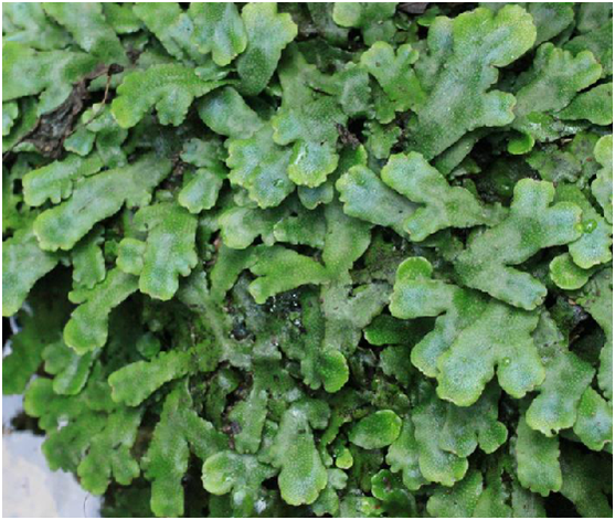 为蛇苔科蛇苔属植物植物蛇苔 i>conocephalum conicum /i> (linn.