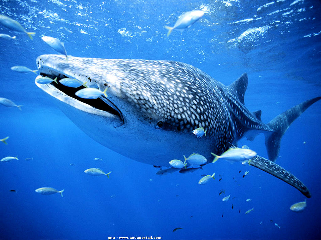  p>鲸鲨, i>rhincodon typus  /i>(smith, 1828), a target="_blank"