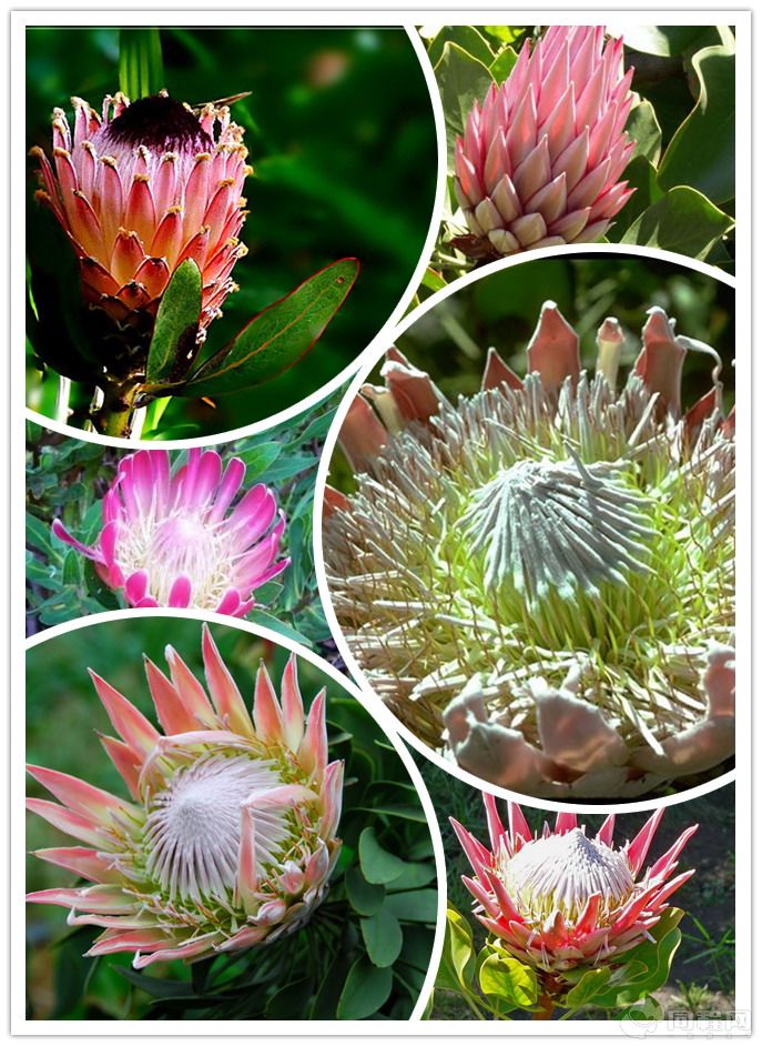 南非皇后帝王花