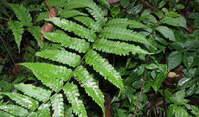  p> a target="_blank" href="/item/峨眉介蕨/6687165" data-lemmaid