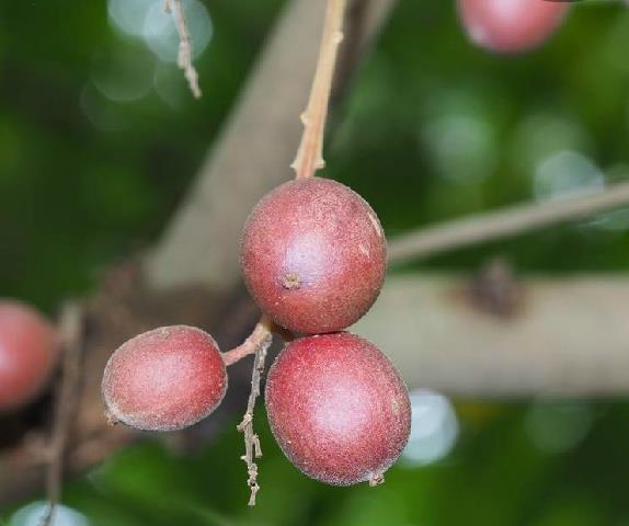  p>木奶果(学名: i>baccaurea ramiflora /i> lour.
