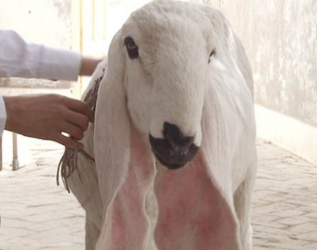  p>纯种瓦格吉尔羊全身雪白,体长约1.7米,高1.