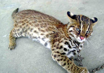  p>獭狸猫(cynogalebennettii),又名 a href="#" data-lemmaid="