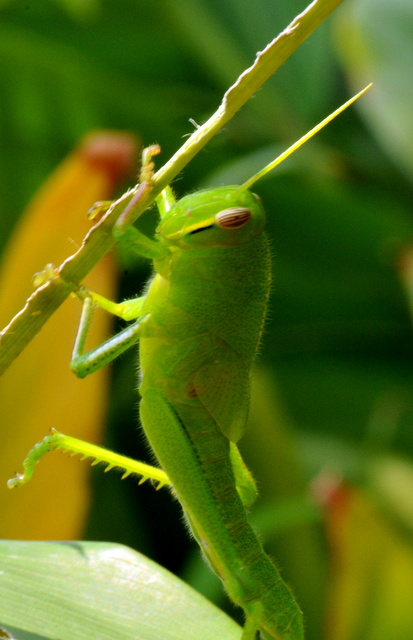 54bczi3">扁旦勾又称 a target="_blank" href="/item/蚂蚱/5155484"