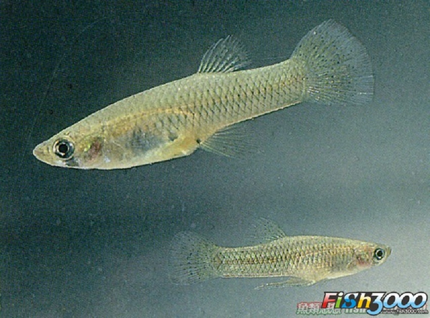  p>食蚊鱼(学名: i>gambusia affinis /i>)是胎鳉科,食蚊鱼属鱼类.