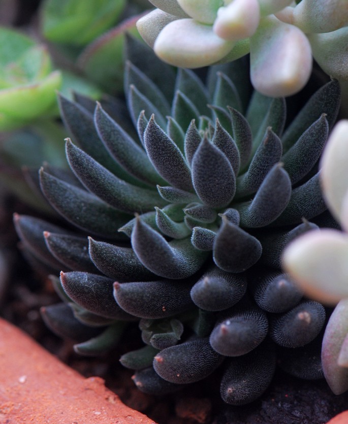 berger)又名滇石莲,四马路,是 a target="_blank" href="/item