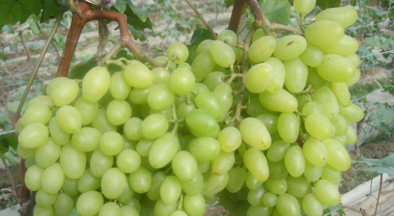  p data-id="gnxbd5fpty">青提葡萄又名 a tar