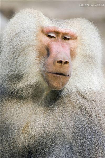  p>狒狒(学名: i>papio /i>):灵长目 a target="_blank" href="/item