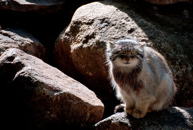  p>兔狲(学名: i>otocolobus manul /i>):是食肉目,猫科,兔狲属的动物