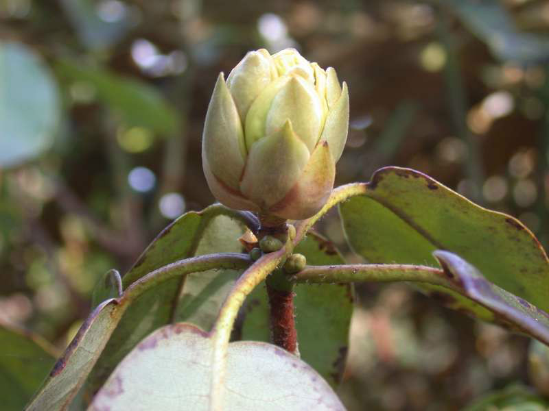  p>弯果杜鹃(学名: i>rhododendron campylocarpum /i> hook. f.