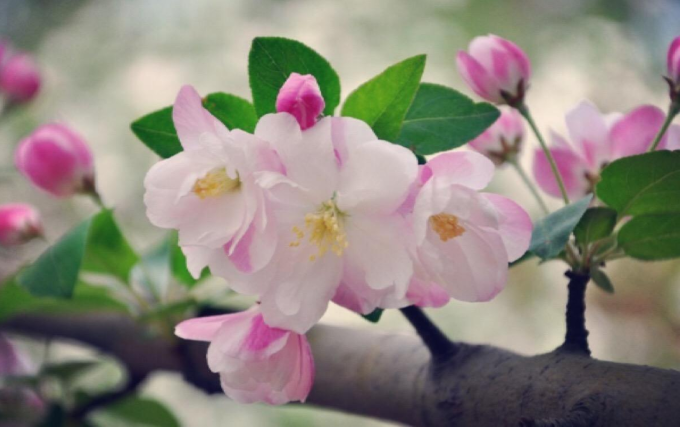 海棠花的养殖技巧和注意事项 百科ta说