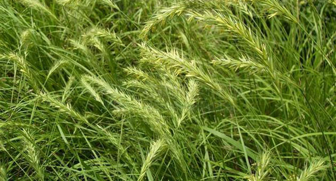  p> b>新麦草属 /b>(学名: i>psathyrostachys /i>)是禾本科下的一个