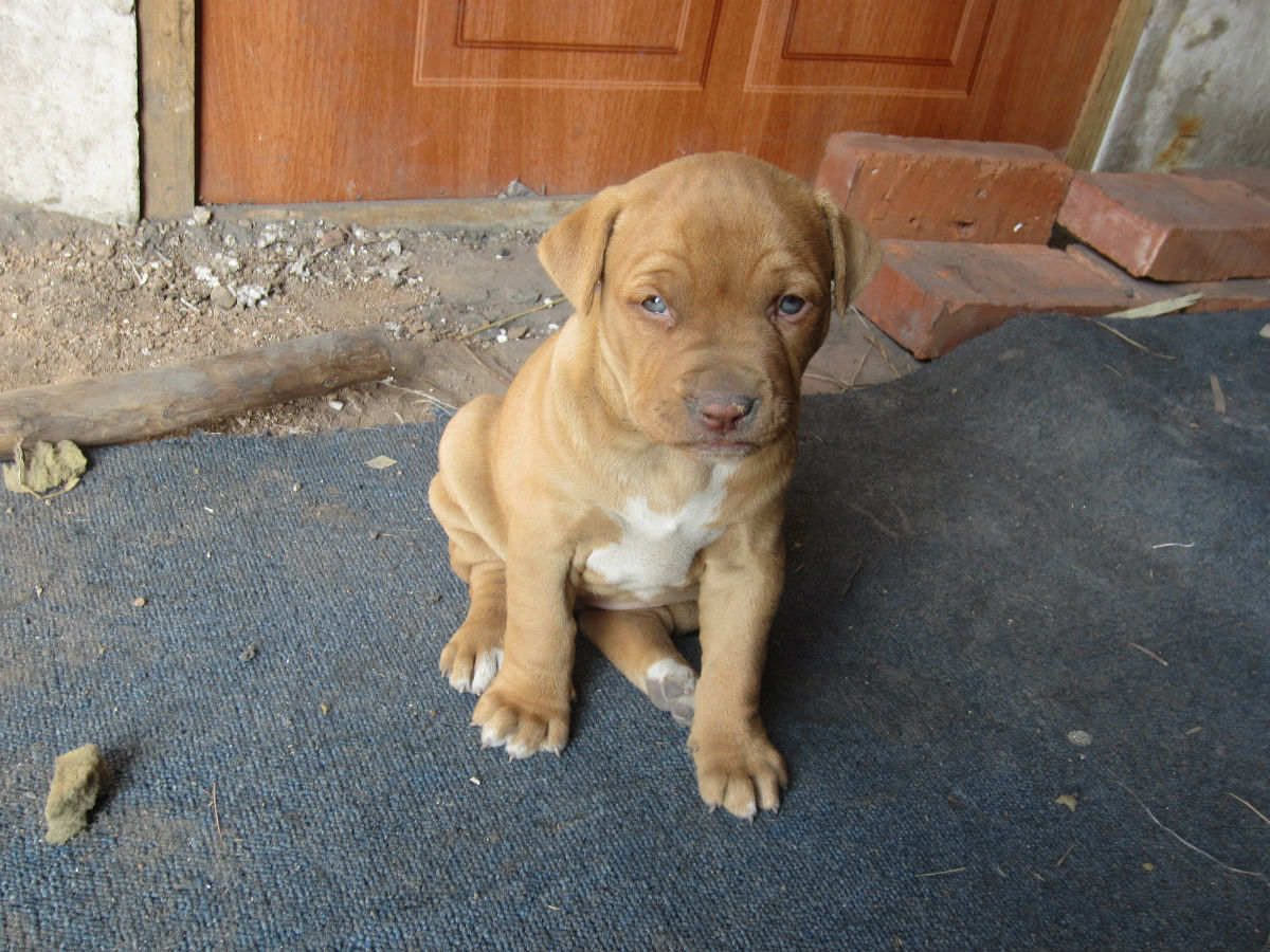  p data-id="go15pkuw8b">比特犬(英文名:american pit bull terrier)