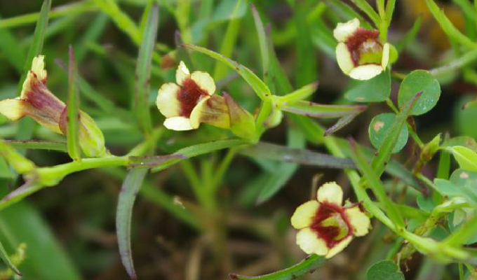  p>胡麻草属(学名: b>centranthera /b>&nbsp;r. br.