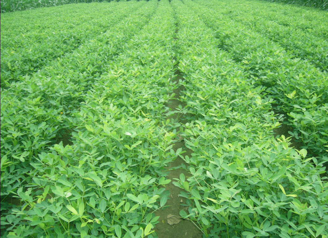 阿玛瑞罗平托花生