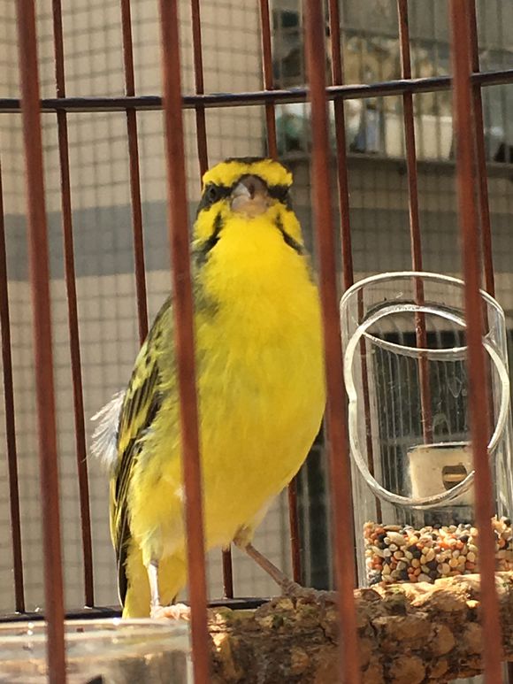  p> b>金青鸟 /b>,一种鸟类,学名 a href="