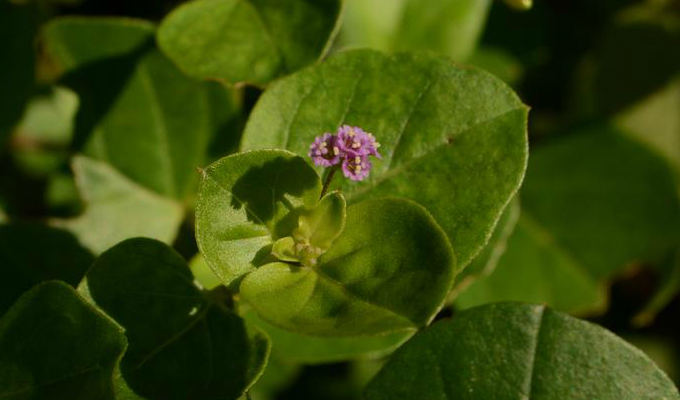  p> b>黄细心属 /b>(学名: i>boerhavia l.