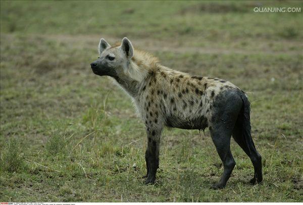  p>斑鬣狗(学名: i>crocuta crocuta /i>):又名斑点鬣狗,体长约95-160