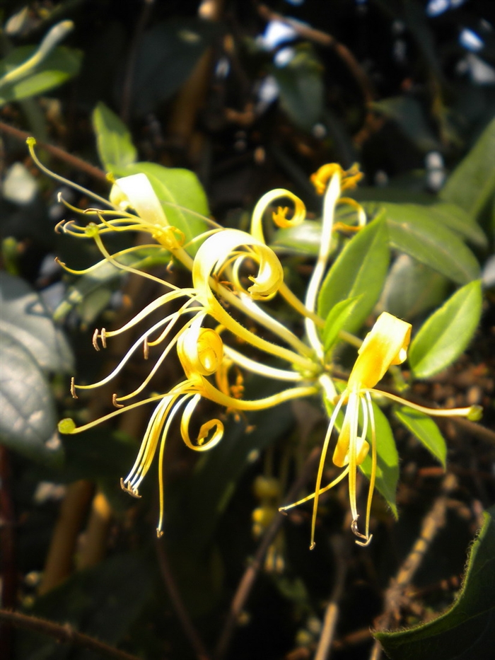  i>lonicera calcarata /i>)是忍冬科忍冬属的植物,是我国的特有植物