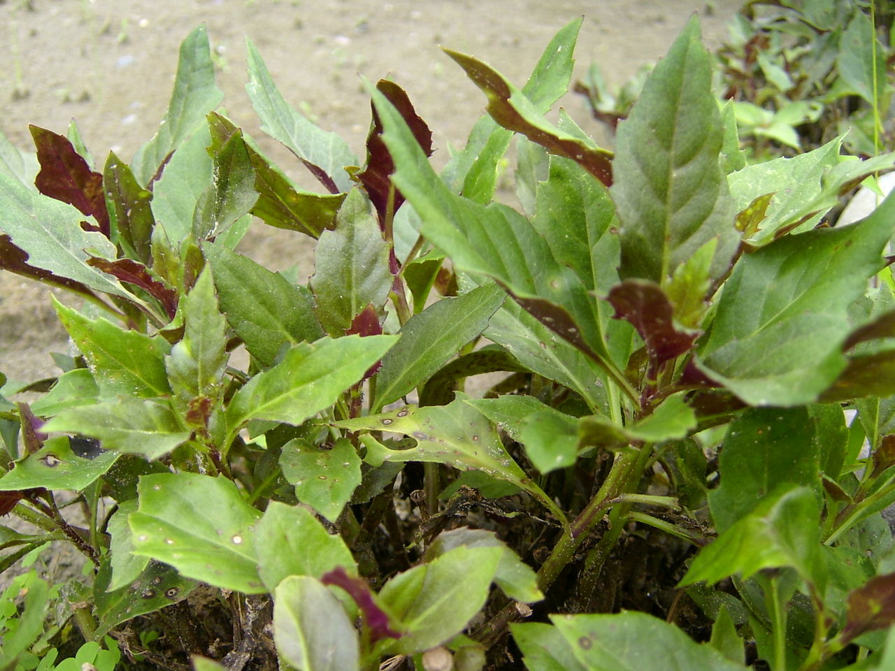  p>有柄观音座莲多为 a target="_blank" href="/item/黑叶观音莲