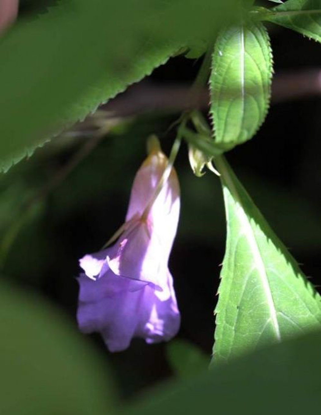  p>蓝钻凤仙花(blue diamond impatien,学名impatiens namchabarwe
