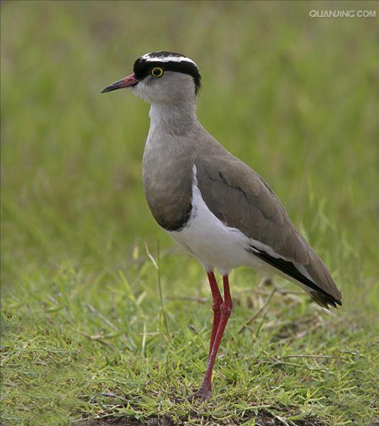  p>冕麦鸡(学名: i>vanellus coronatus /i>)