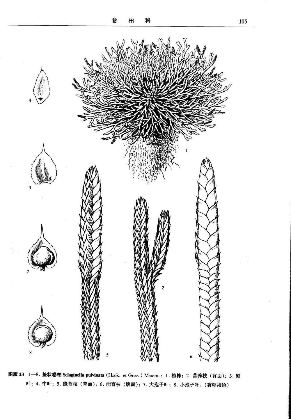  p>垫状卷柏(学名: i>selaginella pulvinata /i>  (hook.