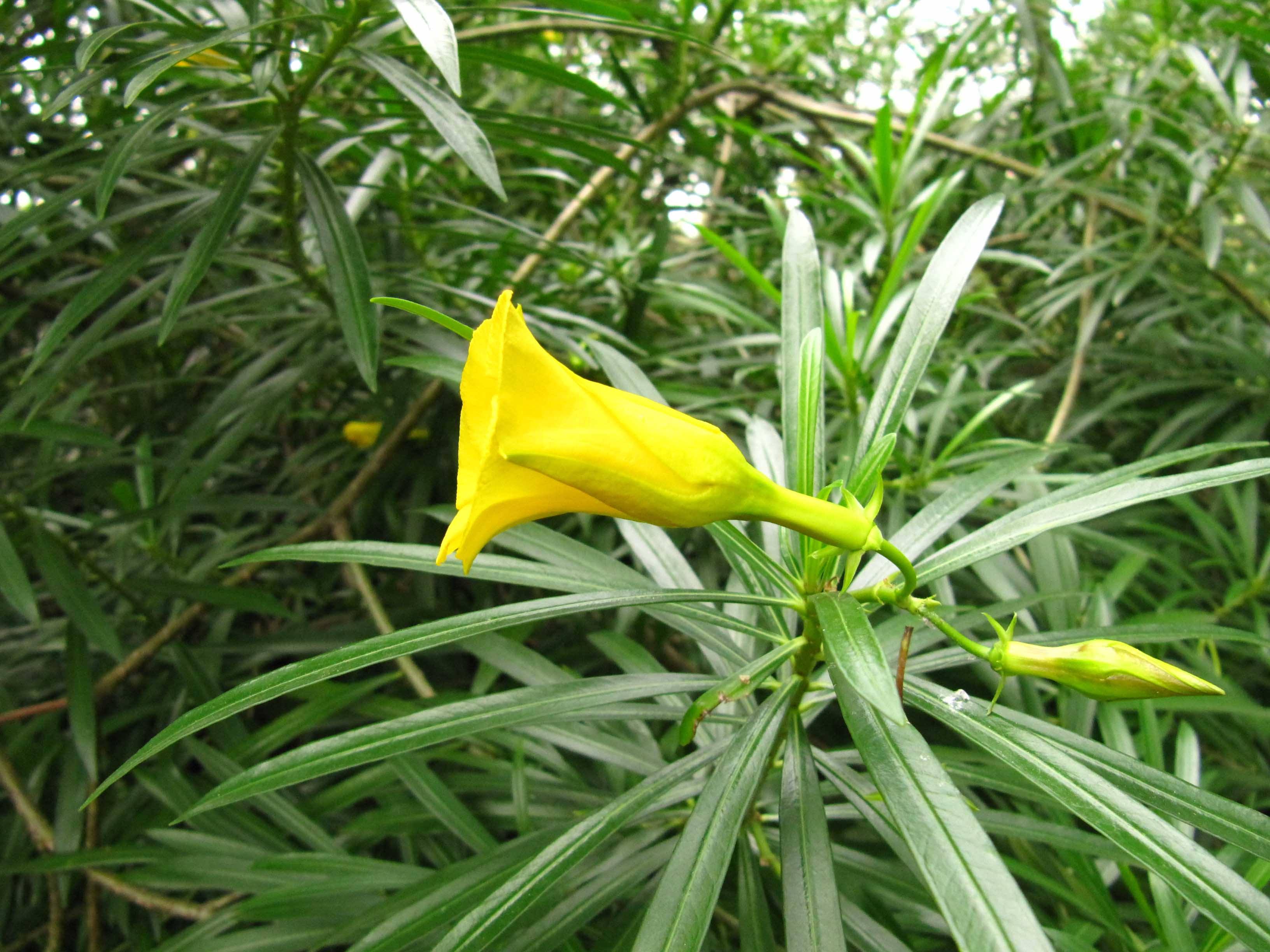 夹竹桃科(夹竹桃科植物有哪些)
