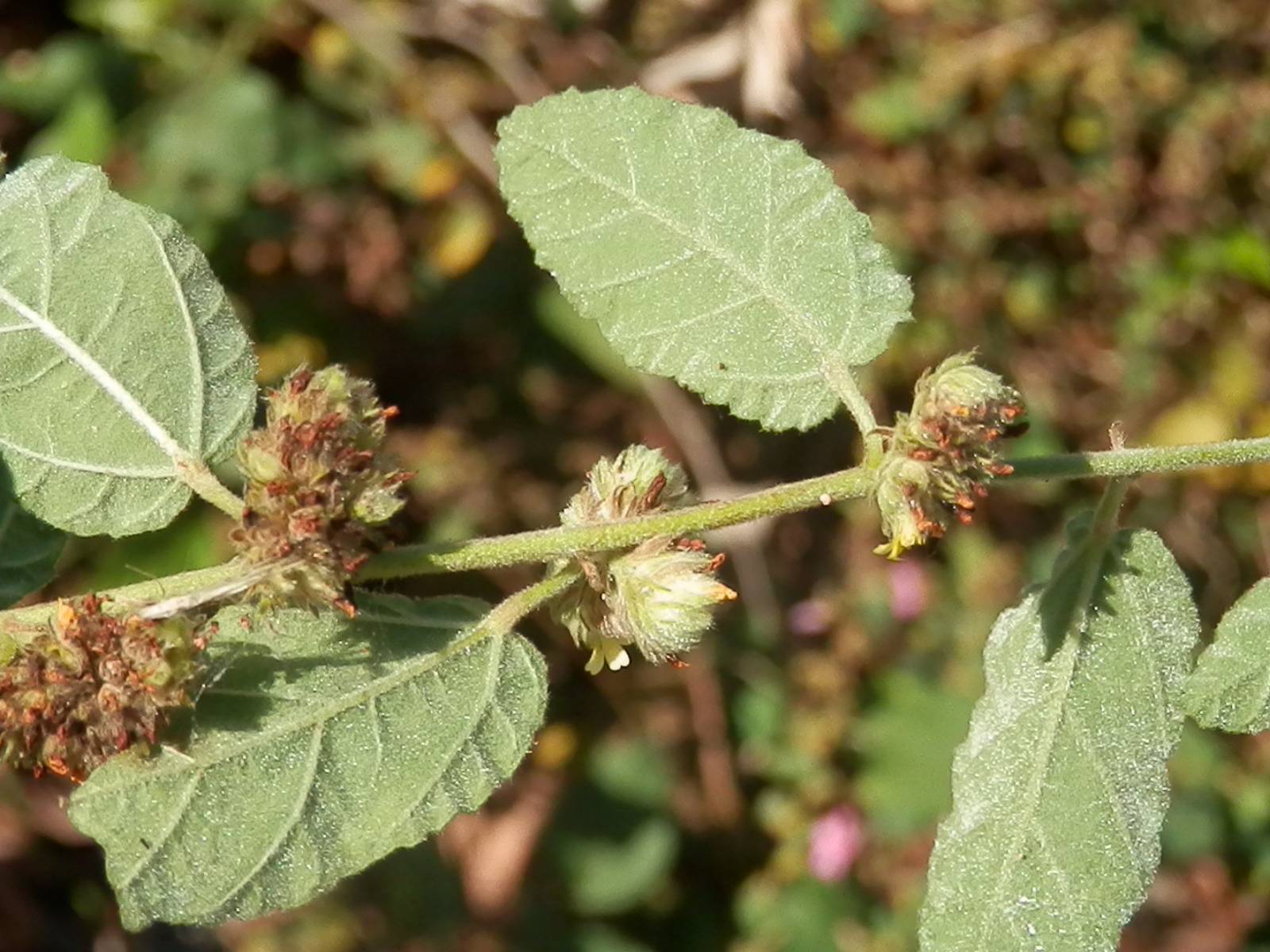  p>蛇婆子属,约50种,其中 a target="_blank" href="/item/蛇婆子